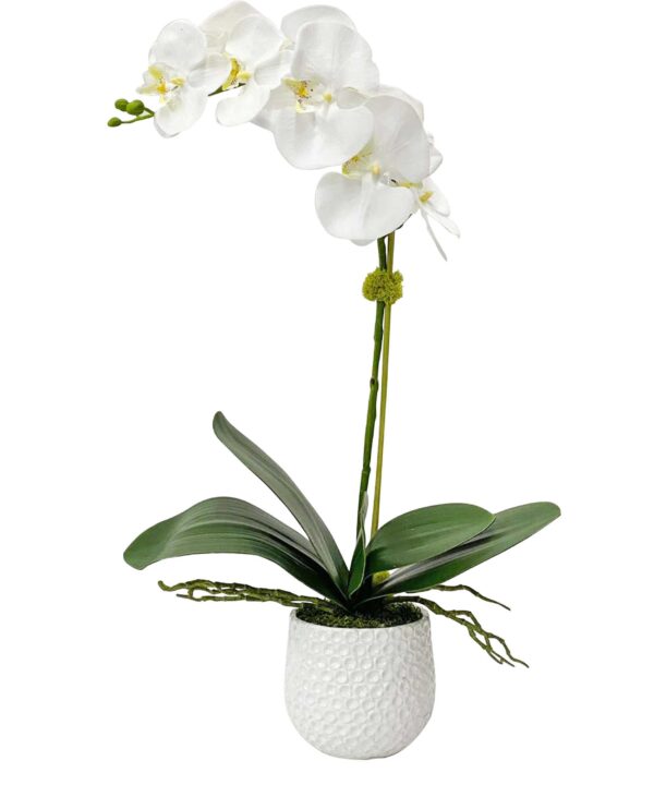 CAMI ORCHID DECOR